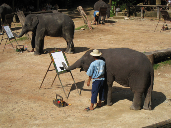  Maesa Elephant Camp